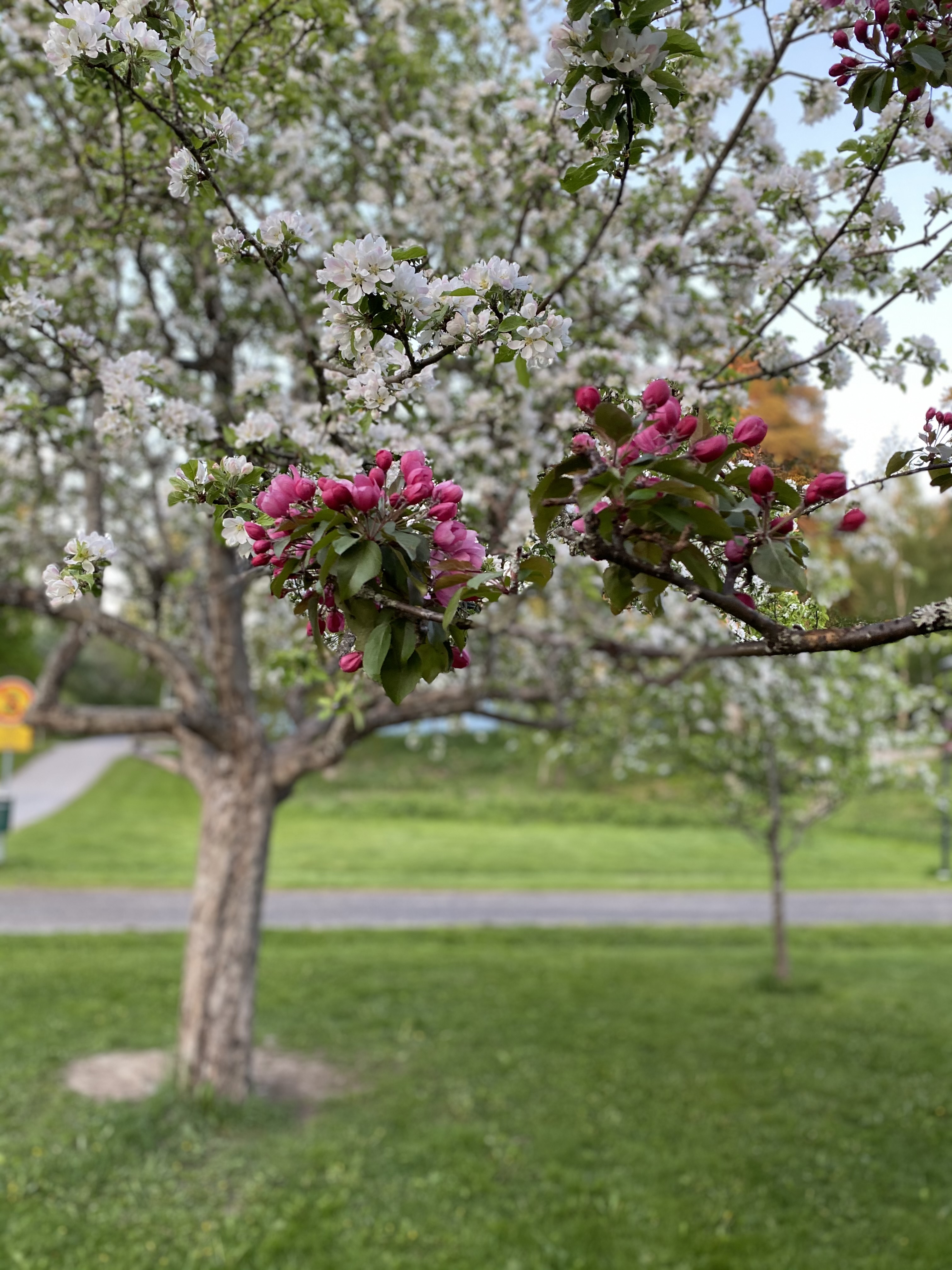 Kukkivia omenapuita Suvilahden koulupuistossa